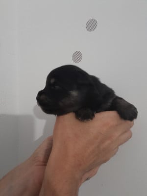 Les chiots de Chien finnois de Laponie