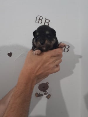 Les chiots de Chien finnois de Laponie