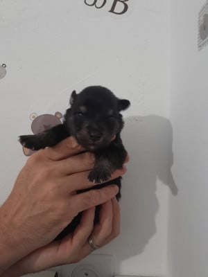 Les chiots de Chien finnois de Laponie
