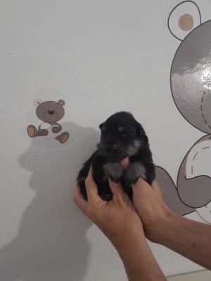 Les chiots de Chien finnois de Laponie