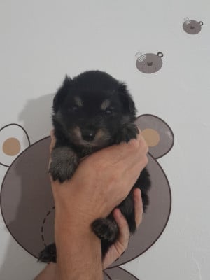 Les chiots de Chien finnois de Laponie
