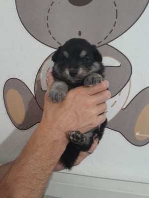 Les chiots de Chien finnois de Laponie