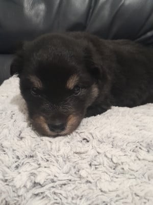Les chiots de Chien finnois de Laponie