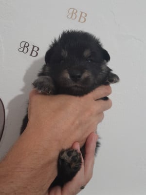Les chiots de Chien finnois de Laponie