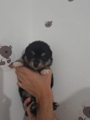 Les chiots de Chien finnois de Laponie