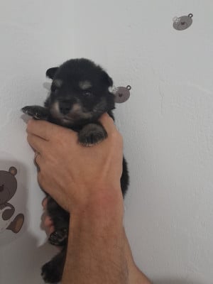 Les chiots de Chien finnois de Laponie