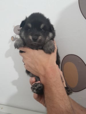Les chiots de Chien finnois de Laponie