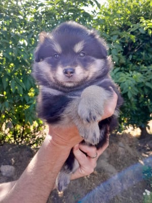 Les chiots de Chien finnois de Laponie