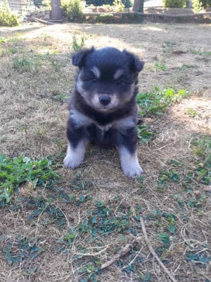 Les chiots de Chien finnois de Laponie
