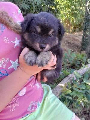 Les chiots de Chien finnois de Laponie