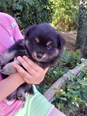 Les chiots de Chien finnois de Laponie