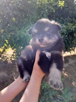 Les chiots de Chien finnois de Laponie