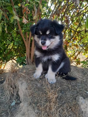Les chiots de Chien finnois de Laponie