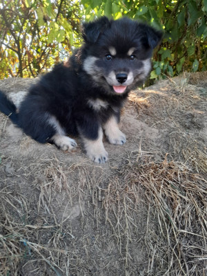 Les chiots de Chien finnois de Laponie