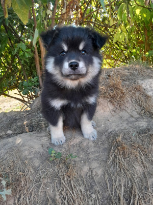 Les chiots de Chien finnois de Laponie