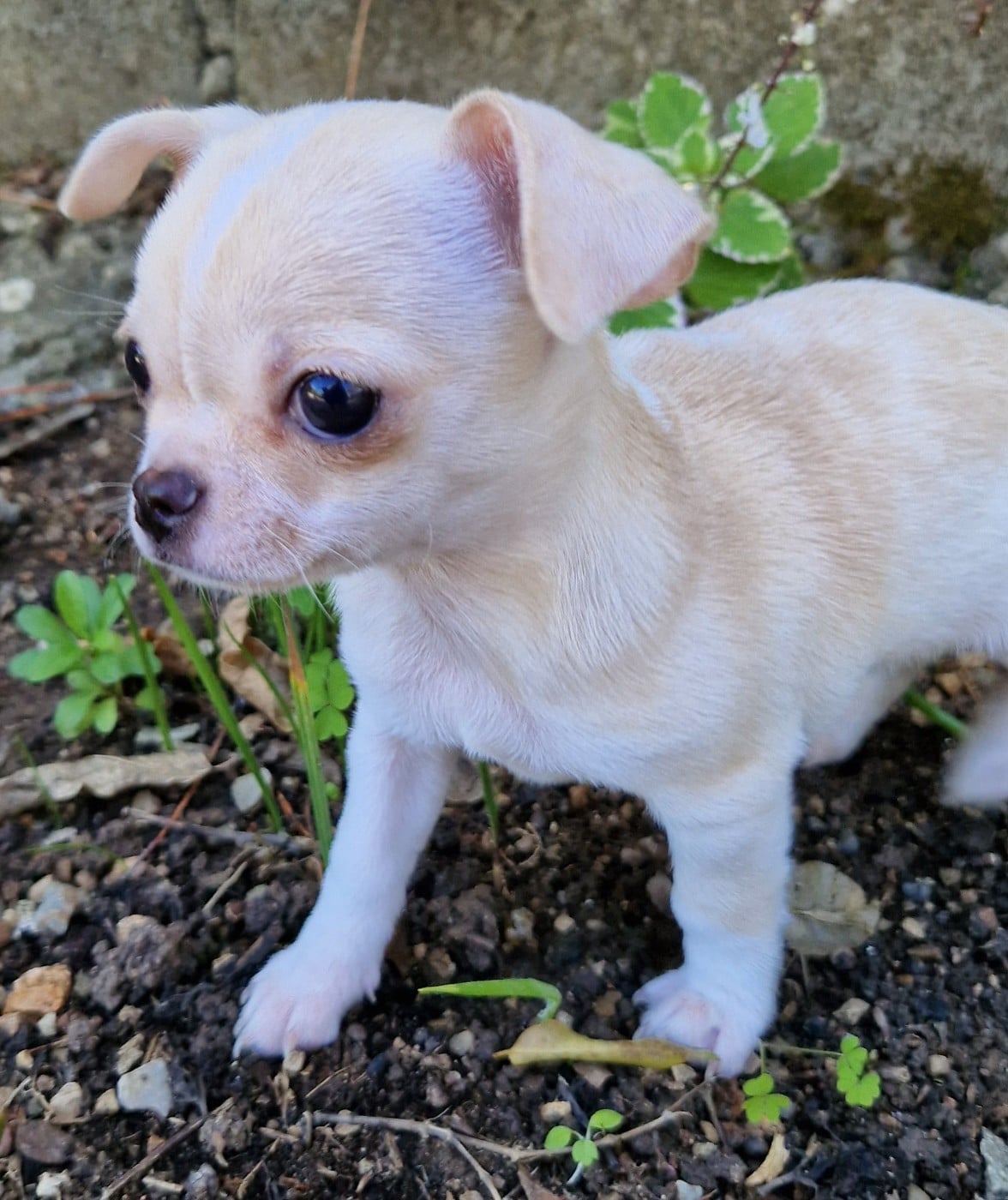 Chihuahua - du Secret d'Urtis