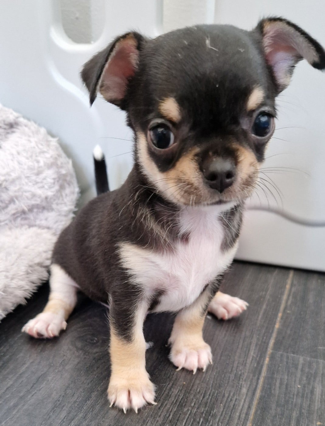 Bobby