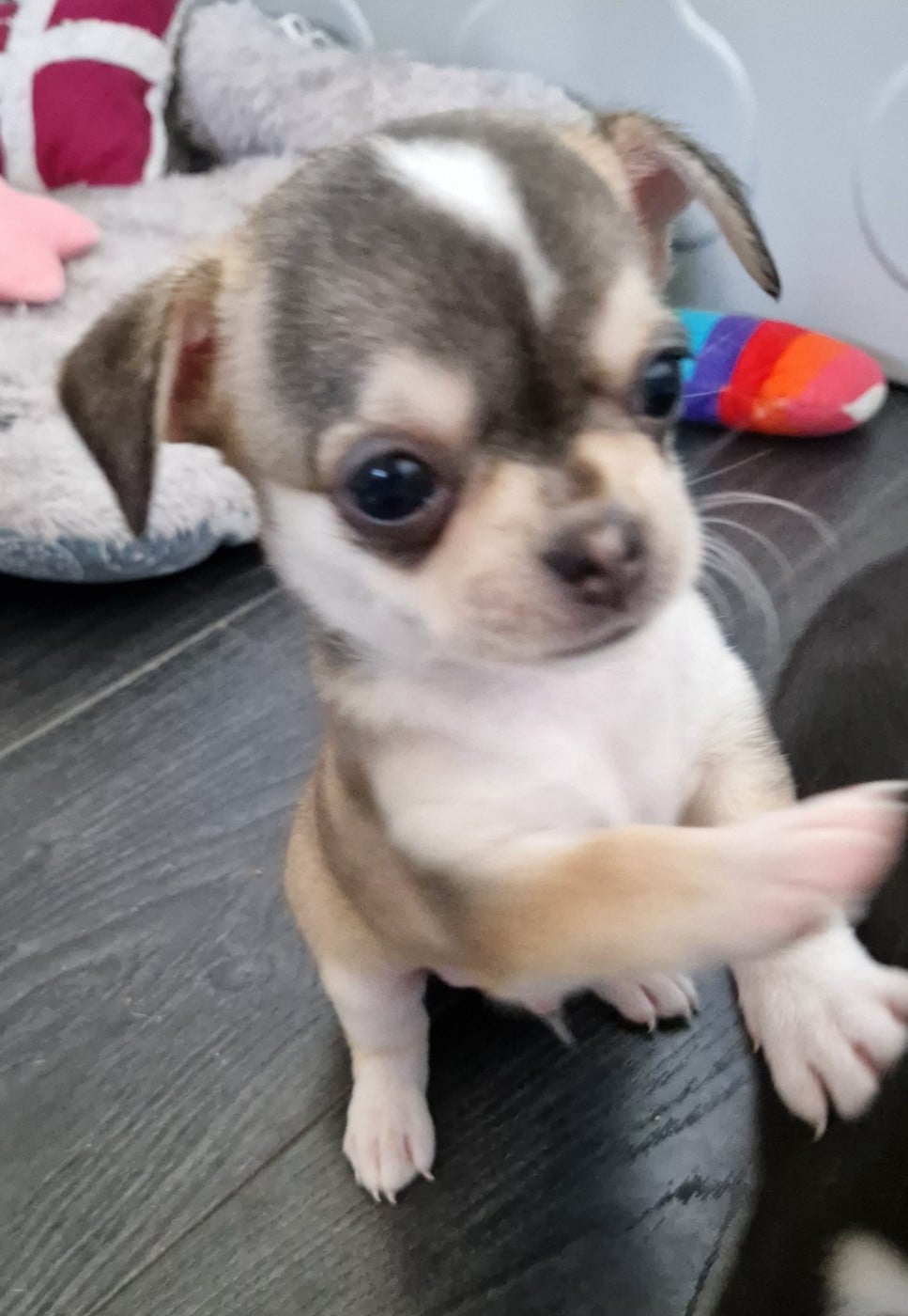 Boris