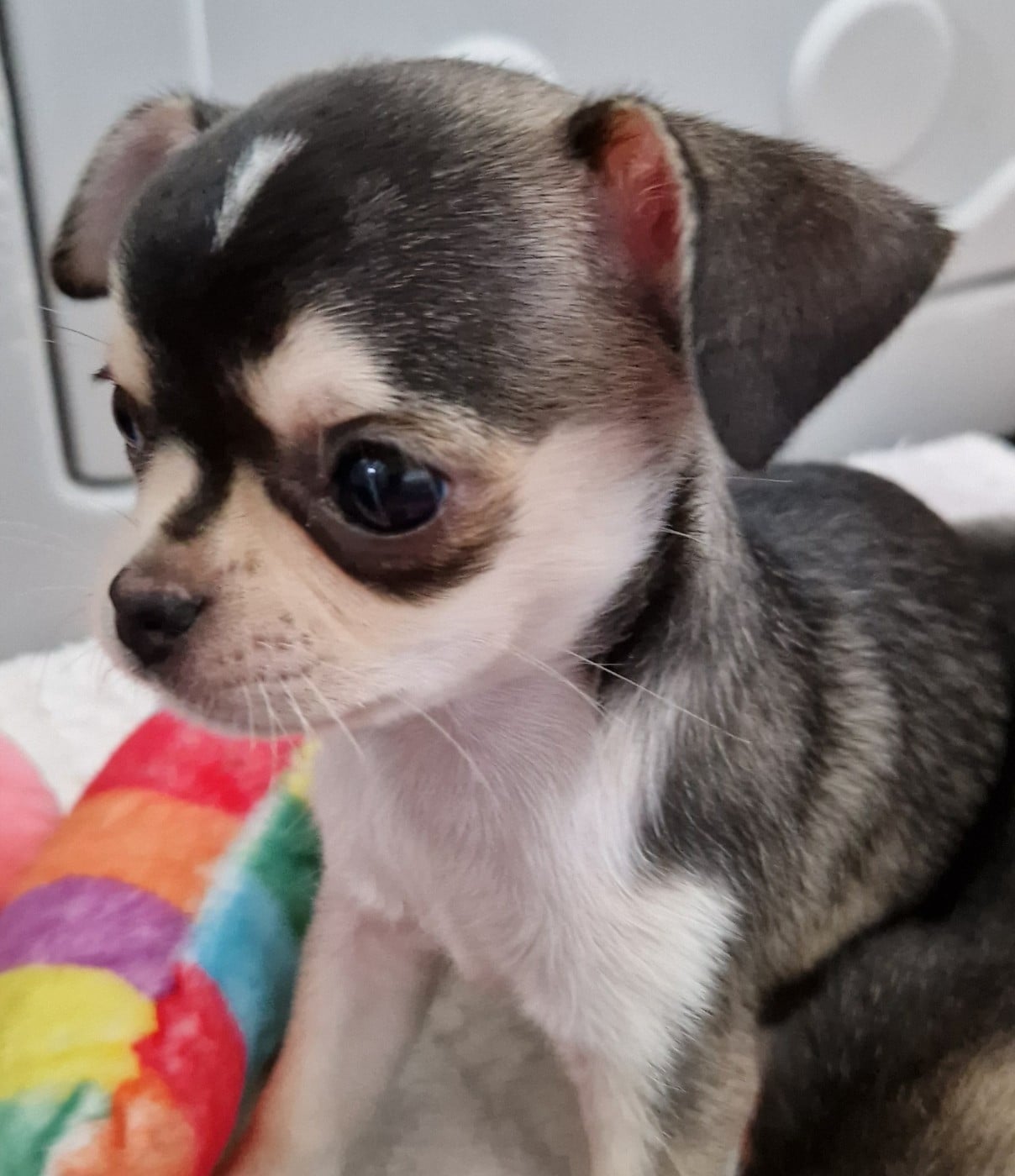 Bonnie
