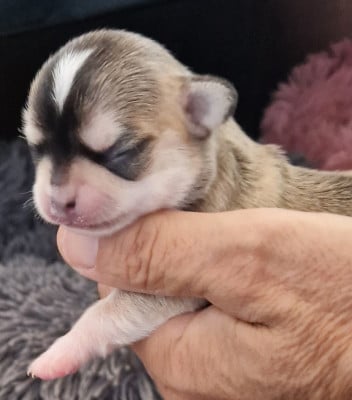 Les chiots de Chihuahua