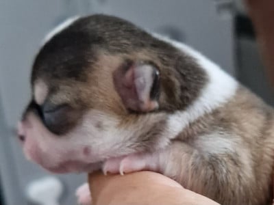 Les chiots de Chihuahua