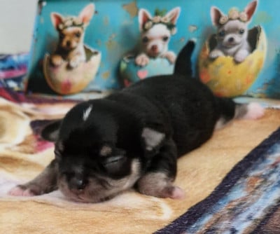 Les chiots de Chihuahua