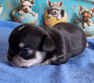 Les chiots de Chihuahua