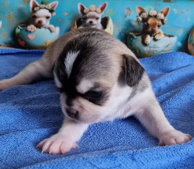 Les chiots de Chihuahua