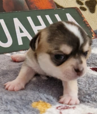 Les chiots de Chihuahua