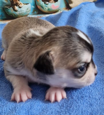 Les chiots de Chihuahua
