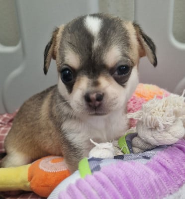Les chiots de Chihuahua