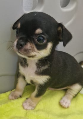 Les chiots de Chihuahua