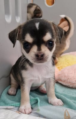 Les chiots de Chihuahua
