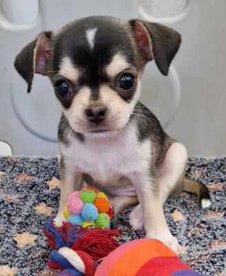 Les chiots de Chihuahua