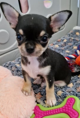 Les chiots de Chihuahua