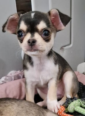 Les chiots de Chihuahua