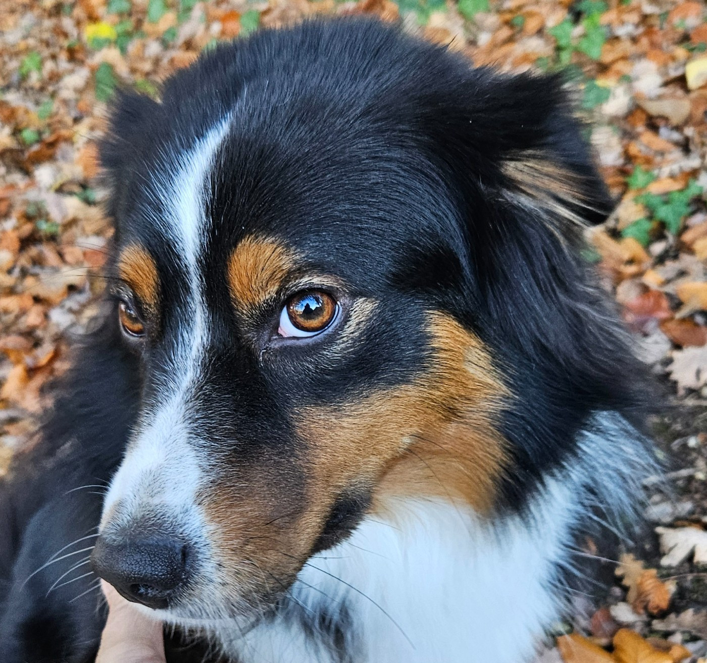 Vaiko Des Mini Truffes Du Perigord