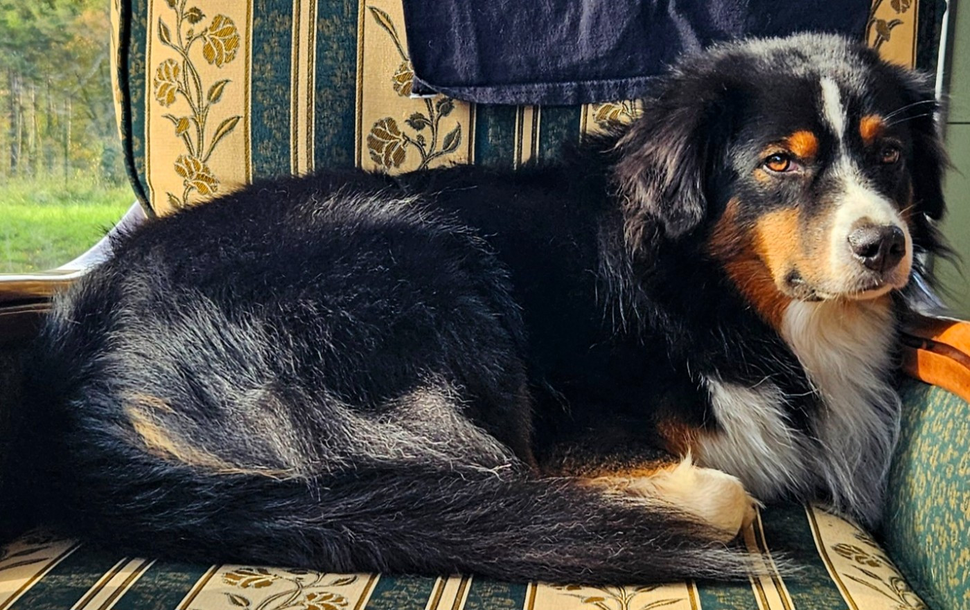 Vaiko Des Mini Truffes Du Perigord