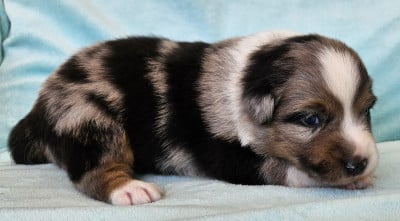BENJI - Berger Américain Miniature