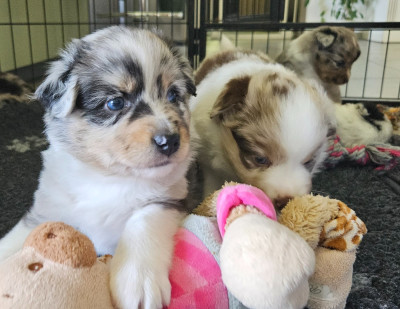 Les chiots de Berger Américain Miniature 