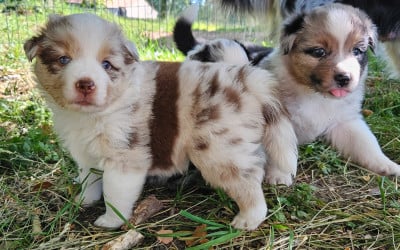 Les chiots de Berger Américain Miniature