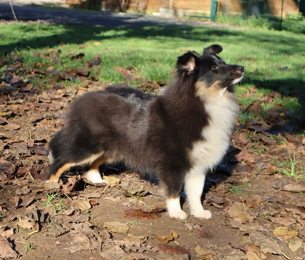 AÏvy dark power des Bordes Rouges