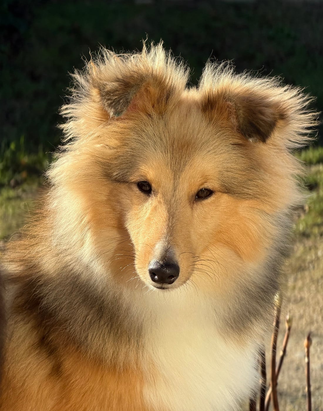 Blue witch Away we go