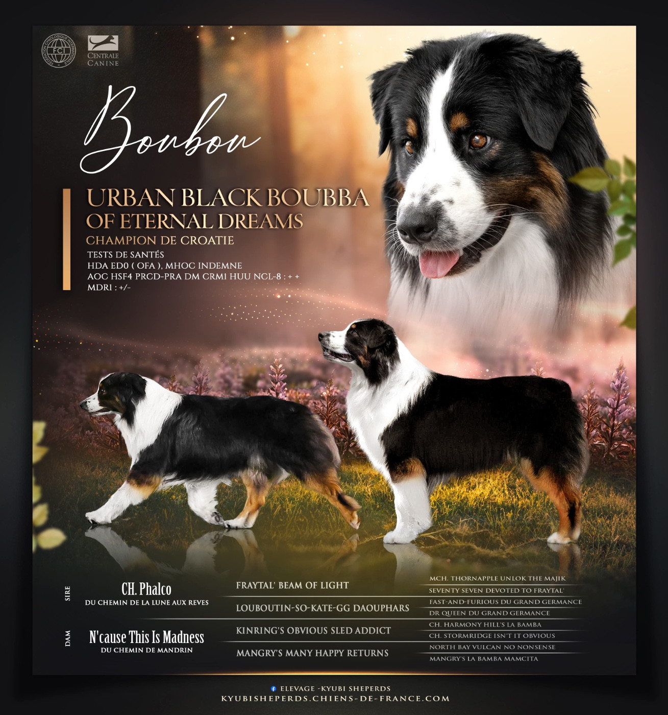 Publication : Kyubi Sheperds