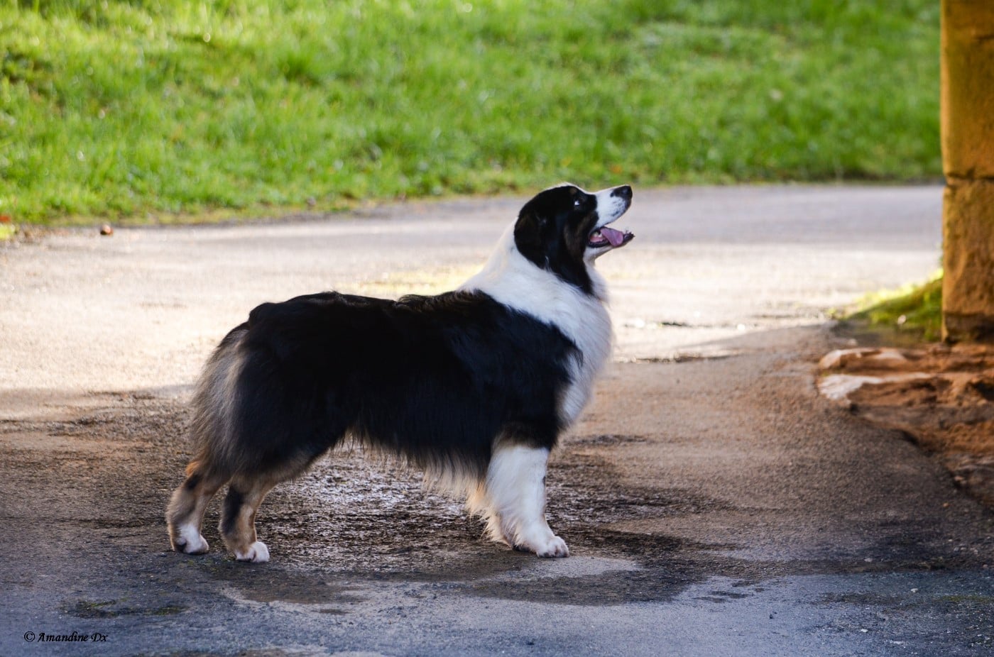 Publication : Kyubi Sheperds