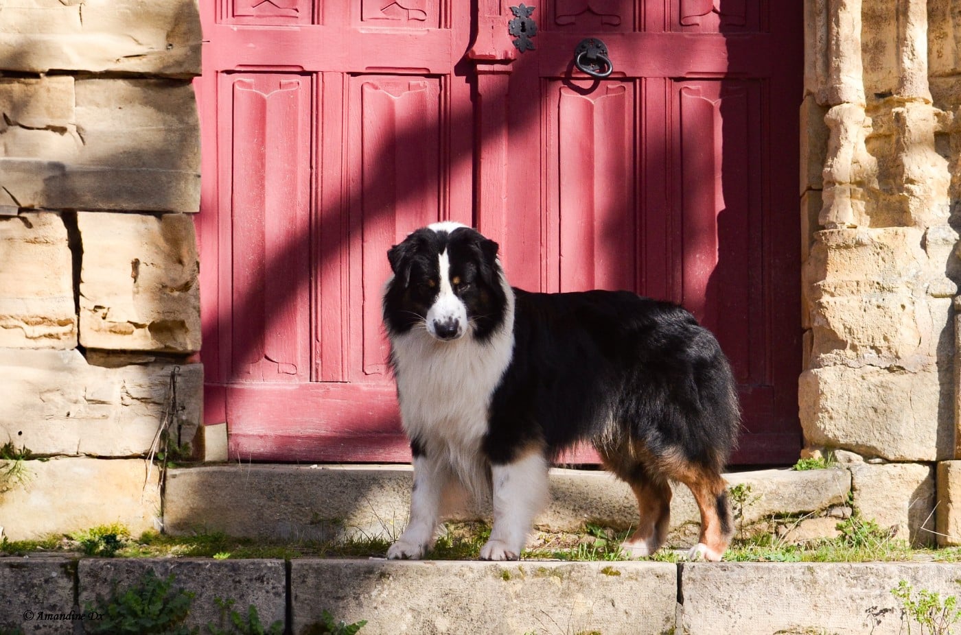 Publication : Kyubi Sheperds