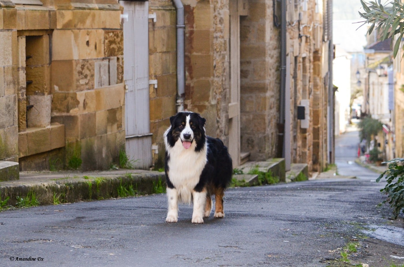 Publication : Kyubi Sheperds