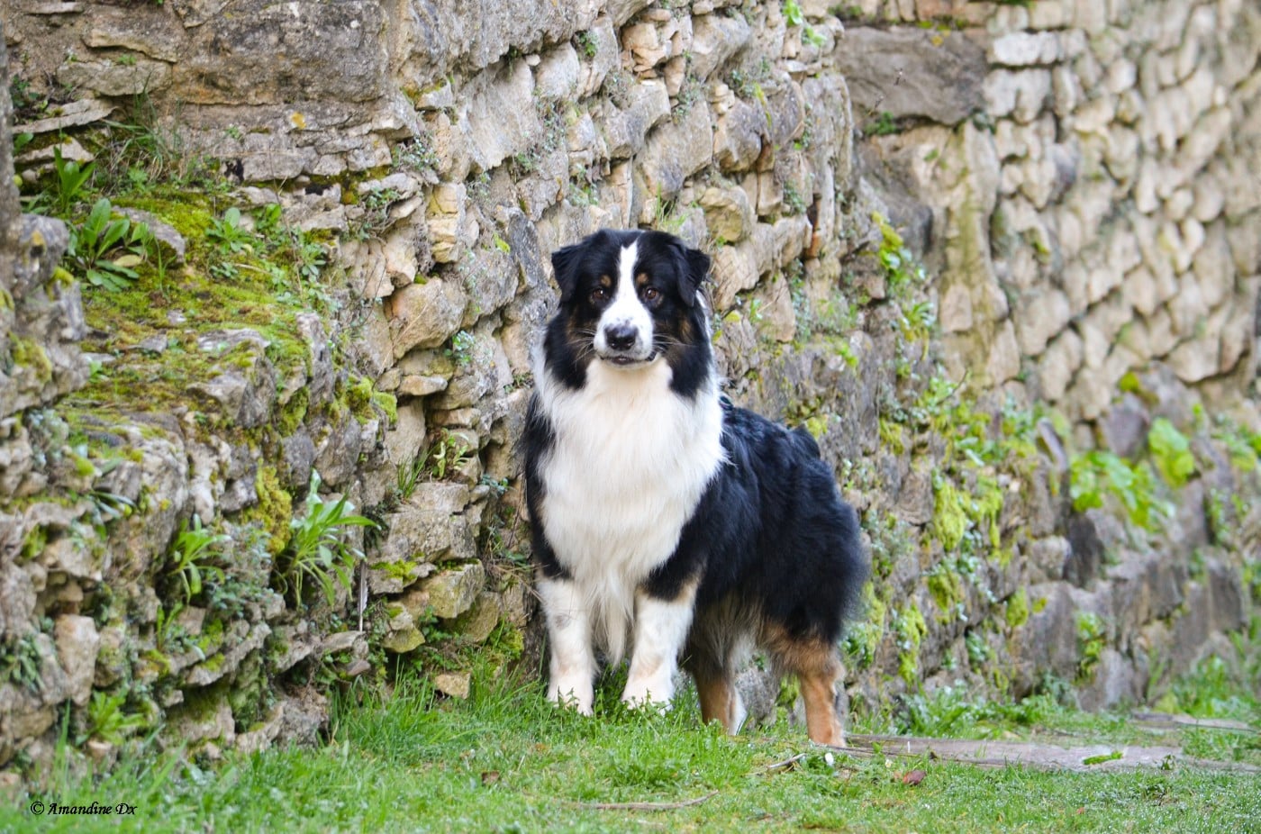 Publication : Kyubi Sheperds