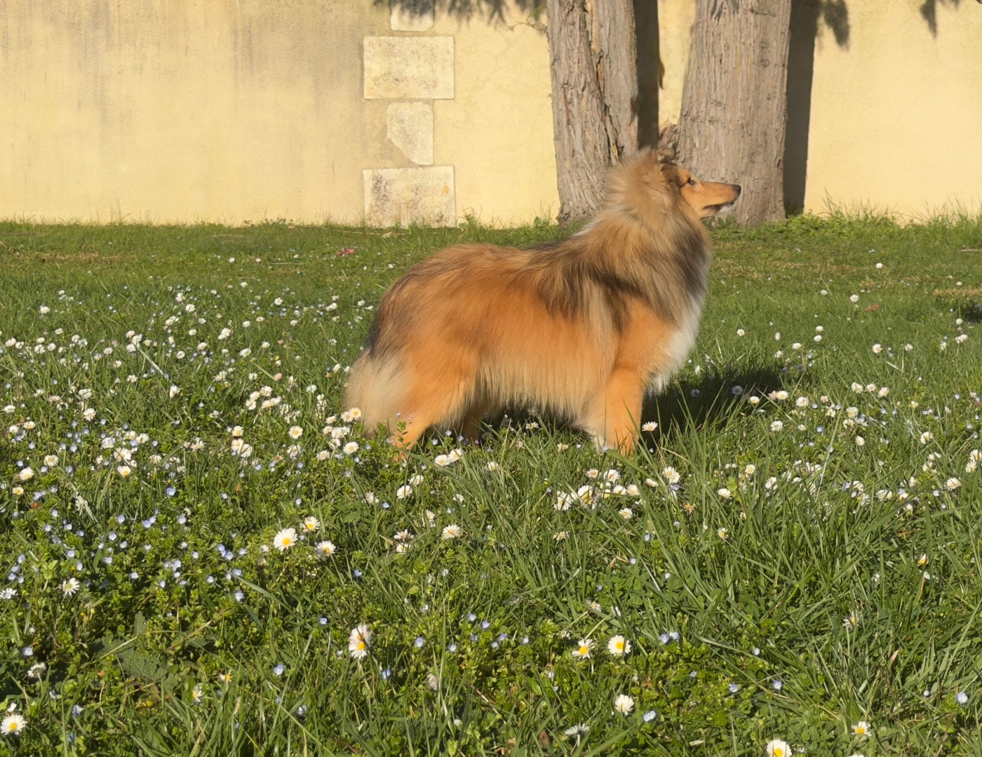 Blue witch Away we go