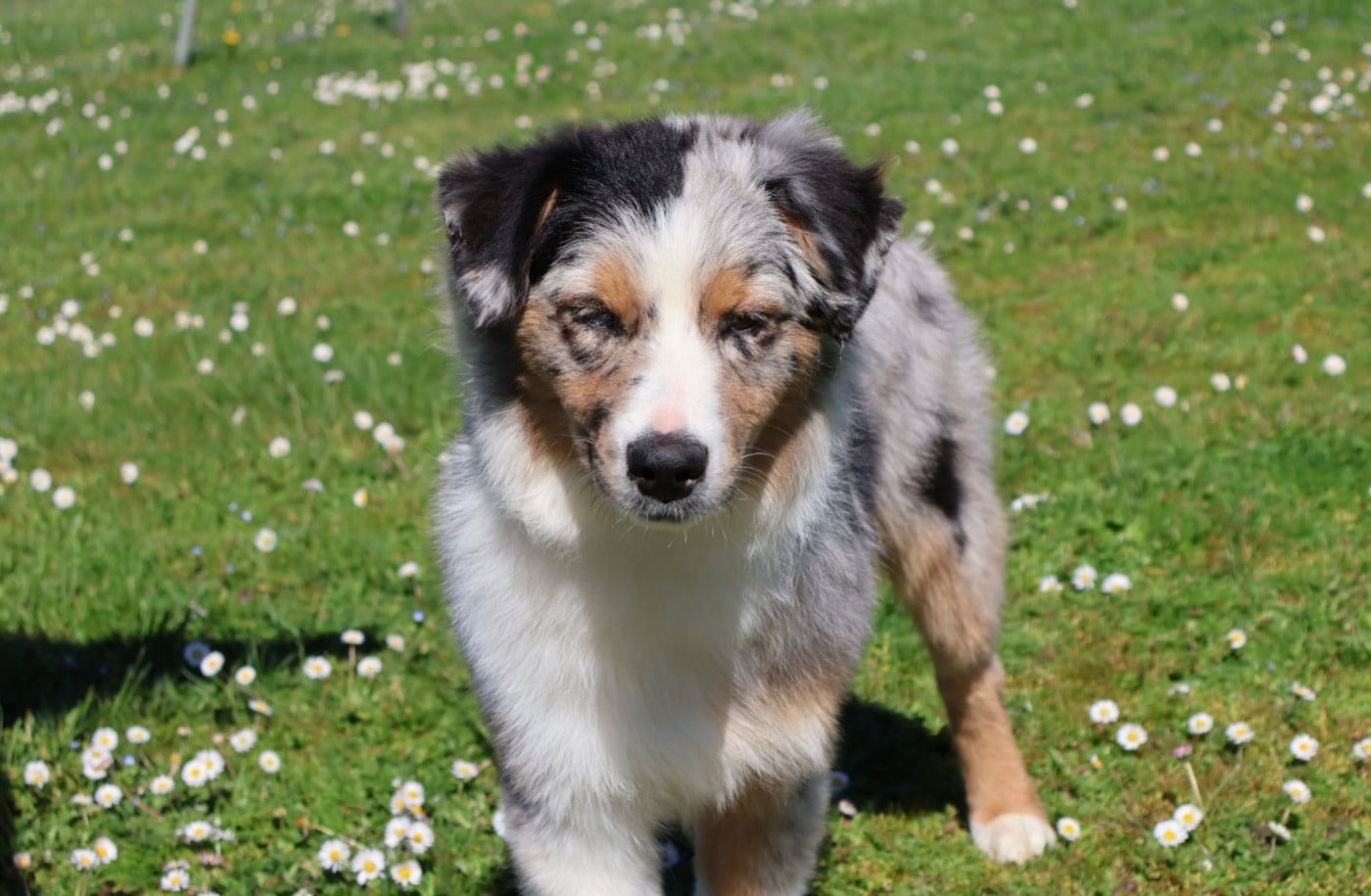 ASTRA BELLA du Chemin de la Lune aux Reves